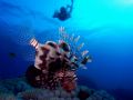 Lionfish Pterois voolitans, size 40 cm.