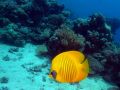 Butterflyfish Chaetodon semilarvatus, size 20 cm.