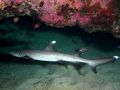 Shark Triaenodon obesus, size 130 cm, Marsa Alam.