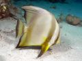 Batfish Platax orbicularis, size 60 cm.