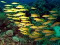 Goatfish Mulloides vanicolensis, size 30 cm.