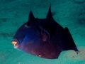 Triggerfish Pseudobalistes fuscus, size 50 cm.