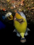 Triggerfish Balistoides viridescens, size 60 cm.