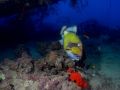 Triggerfish Balistoides viridescens, size 60 cm.