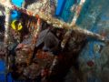 Moray eel Gymnothorax javanicus, size 170 cm.