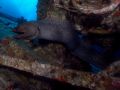 Moray Gymnothorax javanicus, size 170 cm.