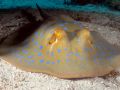 Stingray Taeniura lymma, size 40 cm.