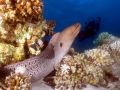 Moray eel Gymnothorax javanicus, size 150 cm.