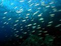 Shoal of fusiliers Caesio striata, size 10 cm.