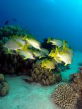 Sweetlips Plectorhinchus gaterinus, size 50 cm.