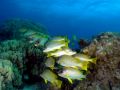 Sweetlips Plectorhinchus gaterinus, size 50 cm.