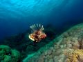 Perutn Pterois volitans, velikost 40 cm.