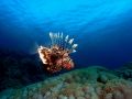 Lionfish Pterois volitans, size 40 cm.