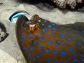 Stingray Taeniura lymma is beeing cleaned by Labroides dimidiatus.