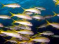 Goatfish Mulloides vanicolensis, size 14 cm.