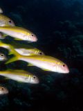 Goatfish Mulloides vanicolensis, size 14 cm.