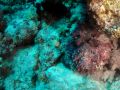 Stonefish Synanceia verrucosa, size 35 cm.