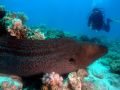 Moray eel Gymnothorax javanicus, size 120 cm.