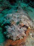 Flathead Papilloculiceps longiceps, size 60 cm.