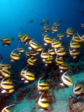 Butterflyfish  Heniochus intermedius, size 15 cm.