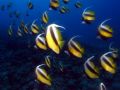 Butterflyfish Heniochus intermedius, size 15 cm.