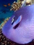 Triggerfish Pseudobalistes fuscus at cleaning station.