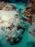 Flathead Pappiloculiceps longiceps, size 50 cm.