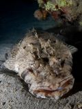 Flathead Pappiloculiceps longiceps, size 60 cm.