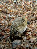 Crab Callapa hepatica, size 5 cm.