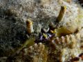 Crab Callapa hepatica, size 5 cm.