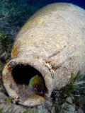 Moray eel Gymnothorax undulatus, size 70 cm.