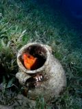 Kanic Epinephelus fasciatus, velikost 5 cm.