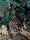 Stonefish Synanceia verrucosa , size 40 cm.