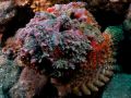 Stonefish Synanceia verrucosa, size 40 cm.