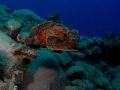 Stonefish Synanceia verrucosa , size 40 cm.