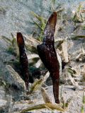 Ghost pipefish Solenostomus cyanopterus, size 3 cm.