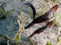 Ghost pipefish Solenostomus cyanopterus, size 4 cm.