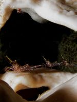 Krevetky nalezen na houb uvnit jeskyn