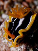 Hvzdnatka Chromodoris africana.