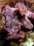 Ceratosoma sp., size 20 cm, Vietnam