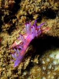 Flabellina sp., velikost 4 cm, Vietnam