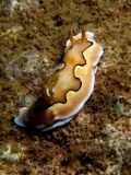 Chromodoris coi, size 8 cm, Vietnam