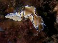 Glossodoris atromarginata, velikost 5 cm, Vietnam