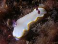 Chromodoris preciosa, size 3 cm, Vietnam