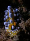 Phyllidia ocellata, velikost 5 cm, Vietnam