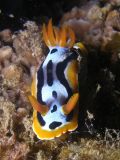 Chromodoris michaeli, velikost 3 cm, Vietnam