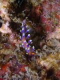 Flabellina exoptata, velikost 4 cm, Vietnam