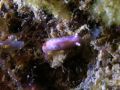 Hypselodoris capensis ?, size 1 cm, Vietnam