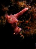 Ceratosoma sp., velikost 7 cm, Vietnam