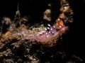 Flabellina exoptata, velikost 2 cm, Bali